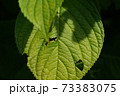 虫食い　葉っぱ 73383075