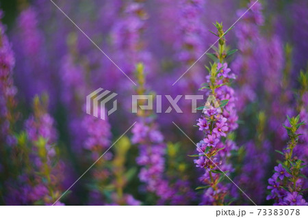 紫色 エゾミソハギ 紫色 エゾミソハギ 73383078