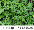 緑一杯　シロツメクサ 73383080