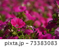 ピンク色　サフィニア 73383083