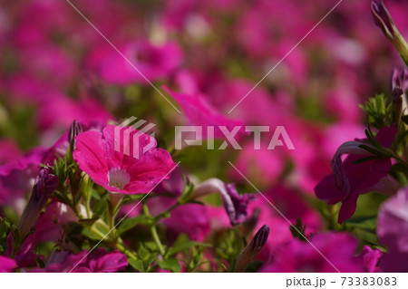 ピンク色 サフィニア ピンク色 サフィニア 73383083