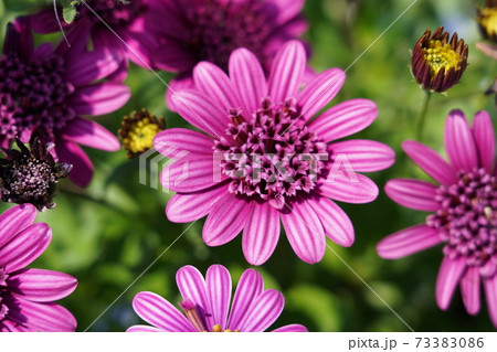 紫色　ズーム　オステオスペルマム 73383086