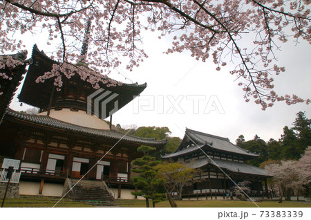 【日本さくら100名所選】花曇りの根来寺の国宝大塔と大伝法堂1 和歌山県岩出市 【日本さくら100名所選】花曇りの根来寺の国宝大塔と大伝法堂1 和歌山県岩出市 73383339