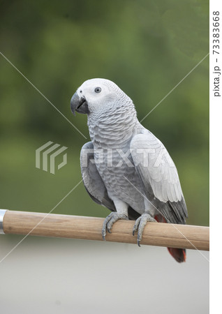 African Gray Bird On Natural Backdrop 73383668