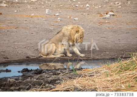 Lion at Etosha National Park, Namibia 73383738