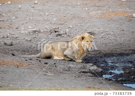 Lion at Etosha National Park, Namibia 73383739