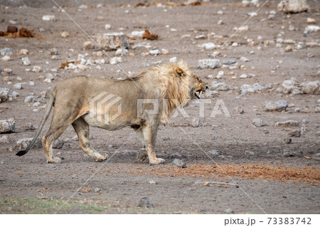 Lion at Etosha National Park, Namibia Lion at Etosha National Park, Namibia 73383742