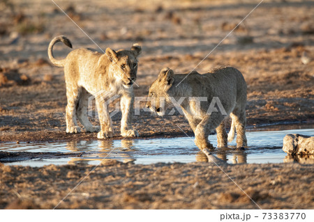 Lion at Etosha National Park, Namibia Lion at Etosha National Park, Namibia 73383770