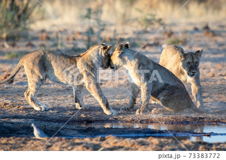 Lion at Etosha National Park, Namibia Lion at Etosha National Park, Namibia 73383772