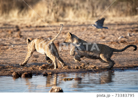 Lion at Etosha National Park, Namibia Lion at Etosha National Park, Namibia 73383795