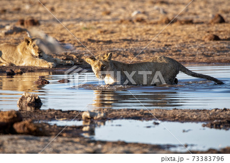 Lion at Etosha National Park, Namibia Lion at Etosha National Park, Namibia 73383796