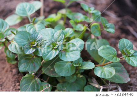 定植されたオーデコロンミントの写真の写真素材
