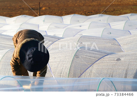 ビニールトンネル作業の風景 ビニールトンネル作業の風景 73384466