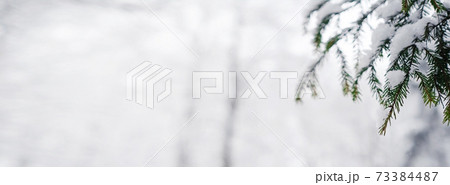 Pine trees are covered with snow on a frosty evening. Pine trees are covered with snow on a frosty evening. 73384487