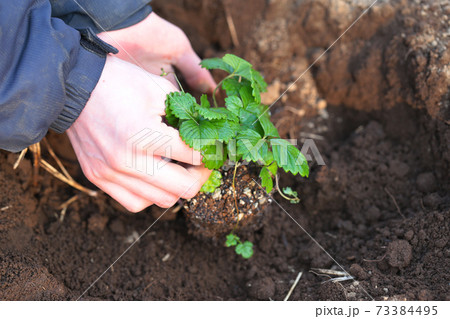 野菜の定植作業 野菜の定植作業 73384495