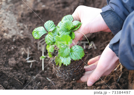 野菜の定植作業 野菜の定植作業 73384497
