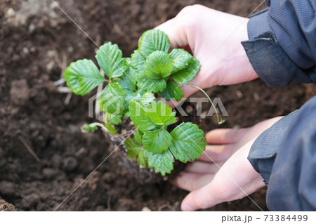 野菜の定植作業 野菜の定植作業 73384499