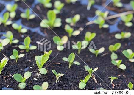野菜の育苗風景 野菜の育苗風景 73384500