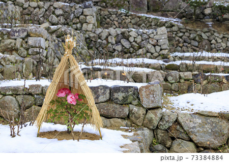 真冬の長谷寺　寒ぼたんと雪の華 73384884
