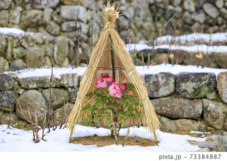 真冬の長谷寺 寒ぼたんと雪の華 真冬の長谷寺 寒ぼたんと雪の華 73384887