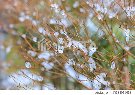 真冬の長谷寺 寒ぼたんと雪の華 真冬の長谷寺 寒ぼたんと雪の華 73384903