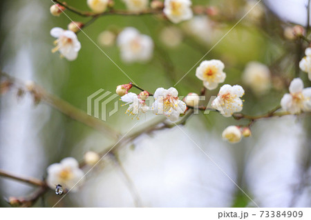 真冬の長谷寺 寒ぼたんと雪の華 真冬の長谷寺 寒ぼたんと雪の華 73384909