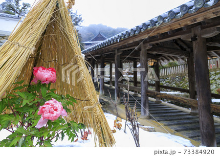 真冬の長谷寺　寒ぼたんと雪の華 73384920