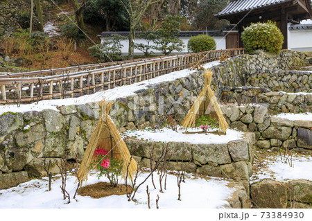 真冬の長谷寺　寒ぼたんと雪の華 73384930
