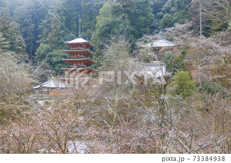 真冬の長谷寺　寒ぼたんと雪の華 73384938