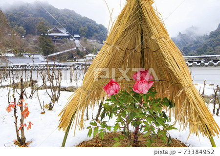 真冬の長谷寺　寒ぼたんと雪の華 73384952