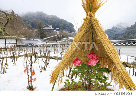 真冬の長谷寺 寒ぼたんと雪の華 真冬の長谷寺 寒ぼたんと雪の華 73384953