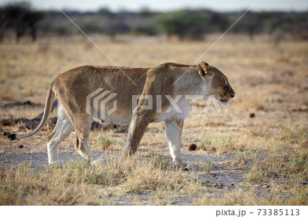 Lion at Etosha National Park, Namibia Lion at Etosha National Park, Namibia 73385113