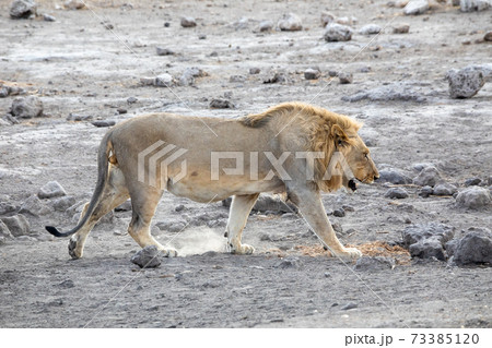 Lion at Etosha National Park, Namibia Lion at Etosha National Park, Namibia 73385120