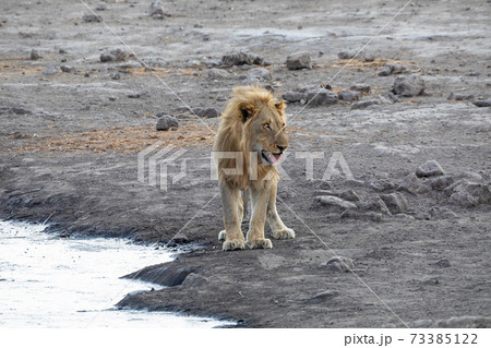 Lion at Etosha National Park, Namibia Lion at Etosha National Park, Namibia 73385122