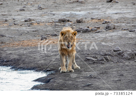 Lion at Etosha National Park, Namibia Lion at Etosha National Park, Namibia 73385124