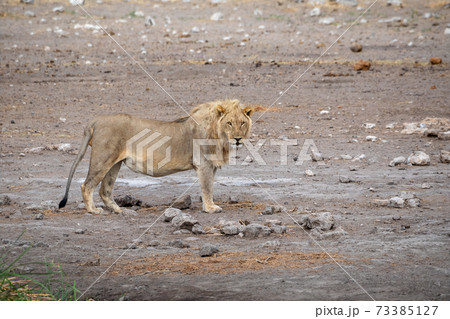 Lion at Etosha National Park, Namibia 73385127