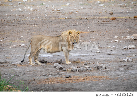 Lion at Etosha National Park, Namibia Lion at Etosha National Park, Namibia 73385128