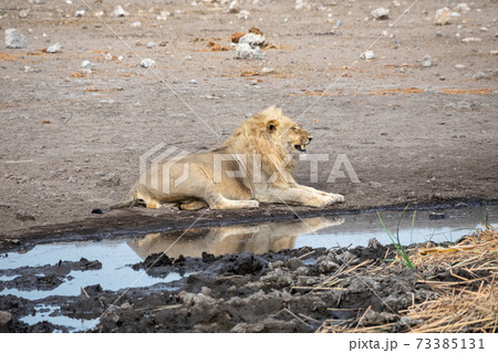 Lion at Etosha National Park, Namibia Lion at Etosha National Park, Namibia 73385131