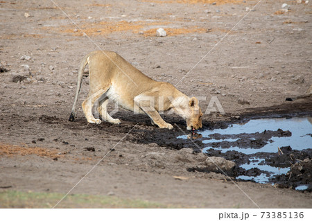 Lion at Etosha National Park, Namibia Lion at Etosha National Park, Namibia 73385136