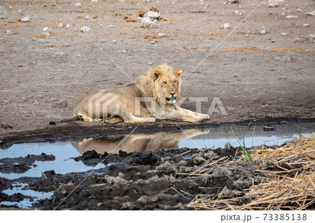 Lion at Etosha National Park, Namibia Lion at Etosha National Park, Namibia 73385138