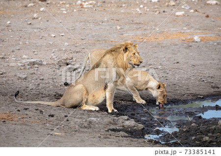 Lion at Etosha National Park, Namibia 73385141