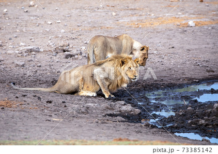 Lion at Etosha National Park, Namibia Lion at Etosha National Park, Namibia 73385142