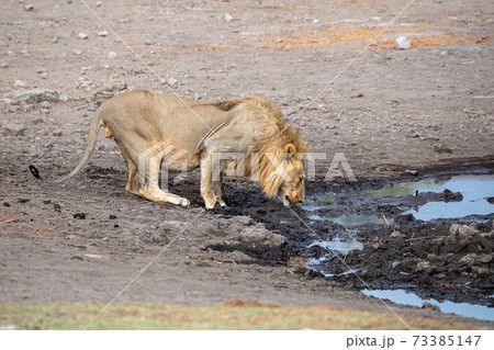 Lion at Etosha National Park, Namibia Lion at Etosha National Park, Namibia 73385147