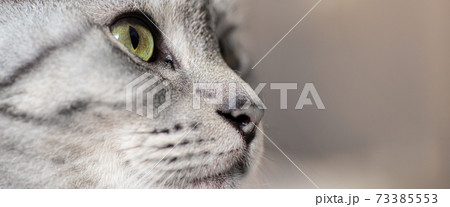 見つめる猫 サバトラ猫 見つめる猫 サバトラ猫 73385553