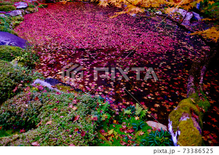 【京都】南禅院（紅葉） 73386525