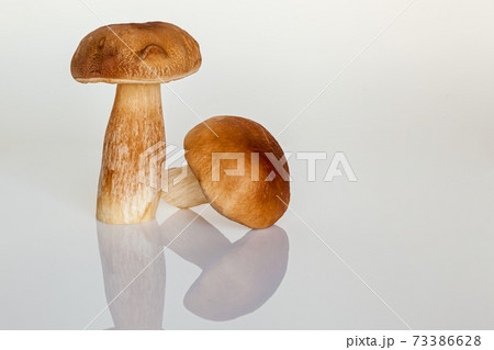 white forest mushroom 73386628
