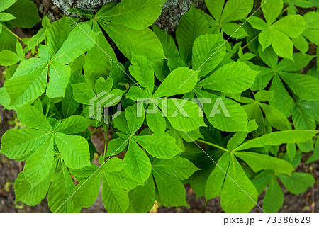 Background of young chestnut leaves Background of young chestnut leaves 73386629