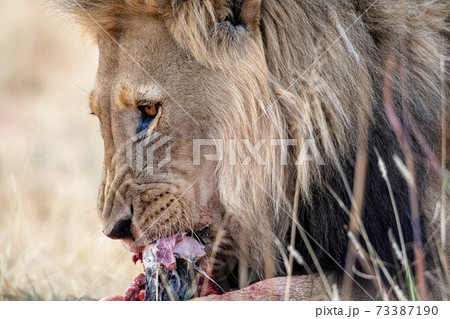 Lion at etosha national park, Namibia 73387190