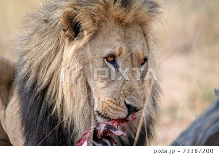 Lion at etosha national park, Namibia Lion at etosha national park, Namibia 73387200