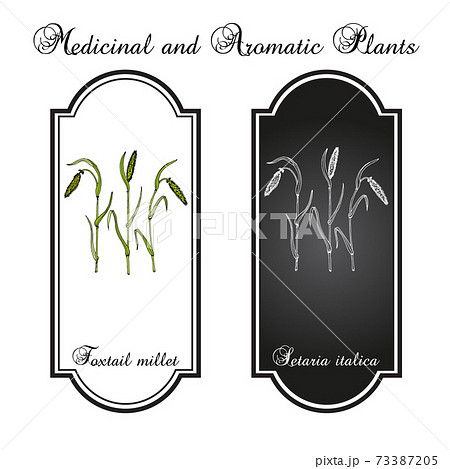 Foxtail millet Setaria italica , edible and forage plant. Hand drawn botanical vector illustration 73387205